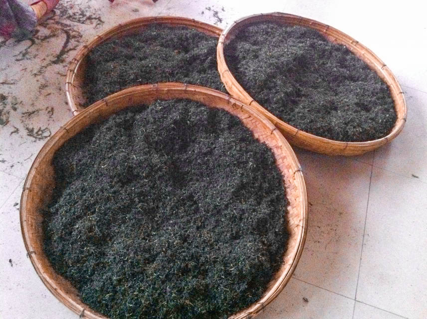 Melatih Kesabaran Melawan Siput